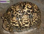 3 géochelones pardalis - Miniature