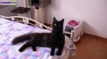 Chat maine coon - Miniature