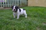 Bouledogue français - Miniature